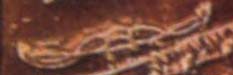 Crab, Phaistos Disk Pictograph Crab, Phaistos Disk Pictograph