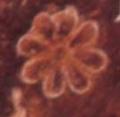 Sunflower, Phaistos Disk Pictograph Sunflower, Phaistos Disk Pictograph