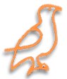 Falcon Falcon