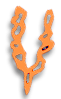 Plant Plant