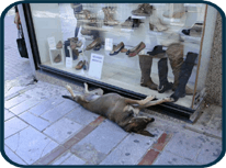 Dog sleeping downtown Heraklion